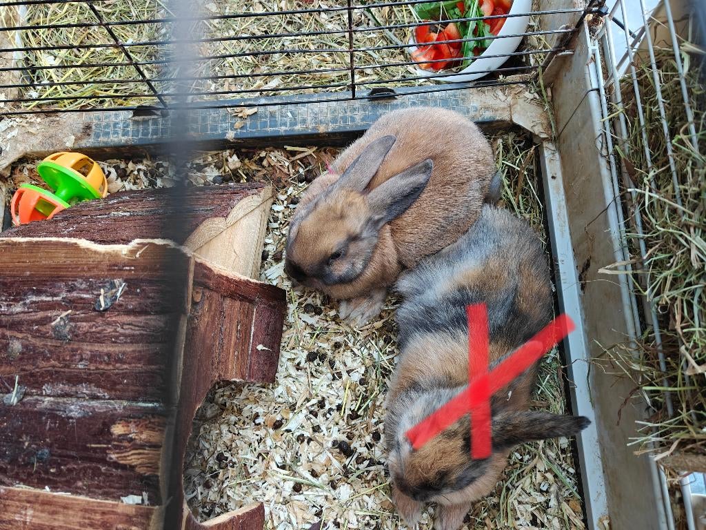 Konijnen baby, Dieren en Toebehoren, Konijnen, Mannelijk, Dwerg, Hangoor, 0 tot 2 jaar