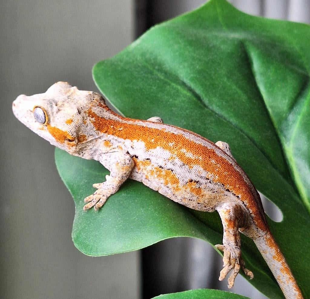 Superstripe gargoyle gekko, Dieren en Toebehoren, Reptielen en Amfibieën, Hagedis, 0 tot 2 jaar