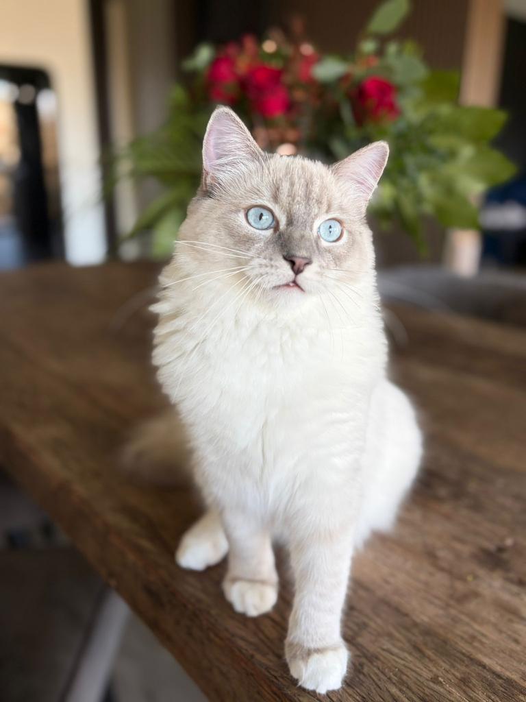 Ragdoll kater, Kater, Langharig, 0 tot 2 jaar