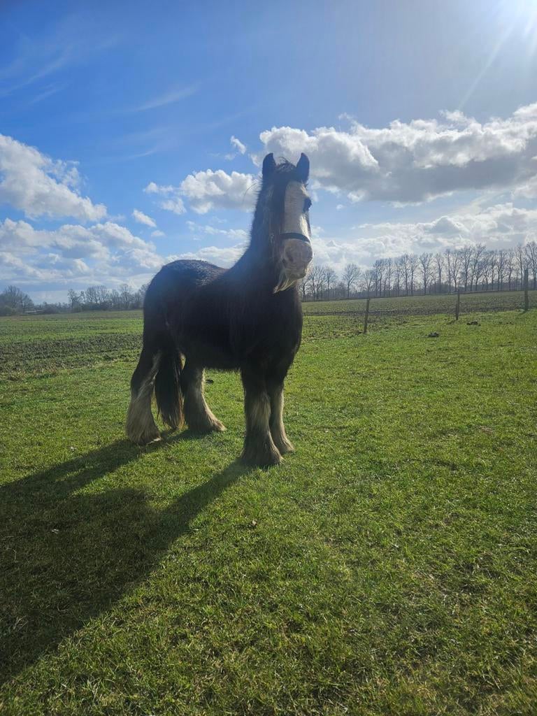 Tinker merrie 2 Tinker merrie's, Merrie, D pony (1.37m tot 1.48m)