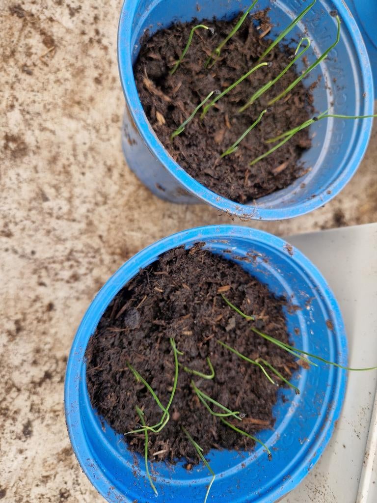 Prei plantjes biologisch, 10 stuks in een potje, Tuin en Terras, Planten | Tuinplanten, Ophalen, Overige soorten, Volle zon