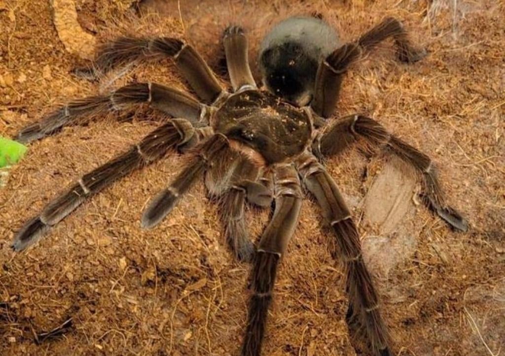 Theraphosa Blondi, Vogelspin, Tarantula, Goliath, Dieren en Toebehoren, Insecten en Spinnen, Spin of Schorpioen