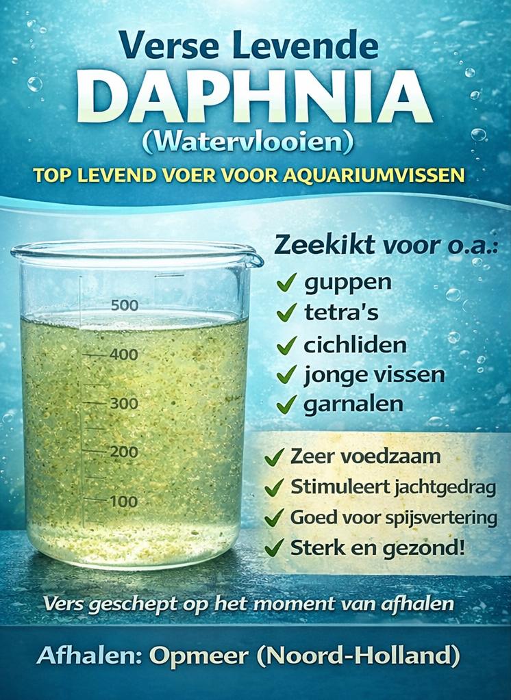 Top levend voer Watervlooien (Daphnia) – direct uit kweek, Februari, Meerdere dieren