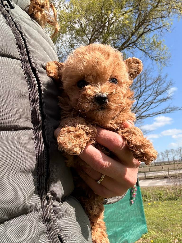 Maltipoo pups kleintjes, Parvo, Nederland, Overige rassen, 8 tot 15 weken