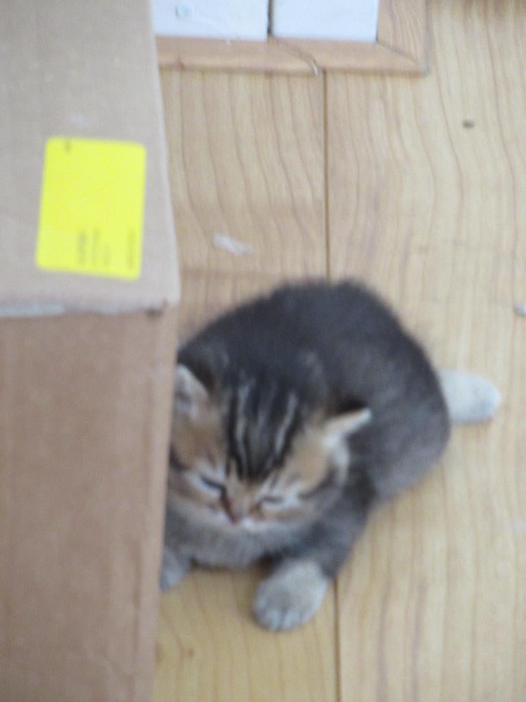 Kitten (v), Britse Korthaar, Geslacht onbekend, Met stamboom, 0 tot 2 jaar