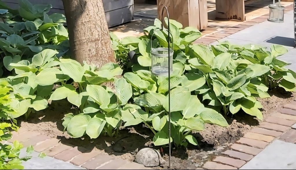 Hosta Sieboldiana Elegans, Tuin en Terras, Planten | Tuinplanten, Ophalen, Overige soorten, Halfschaduw