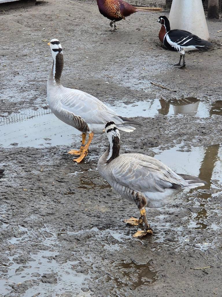 Trio streepkopganzen dit jaar eieren, Dieren en Toebehoren, Meerdere dieren, Gans of Zwaan