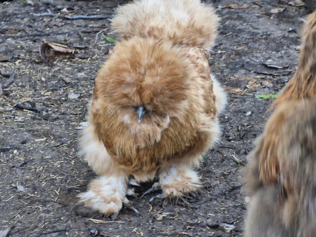 USA zijdehoen broedeieren, Dieren en Toebehoren, Pluimvee, Geslacht onbekend, Kip