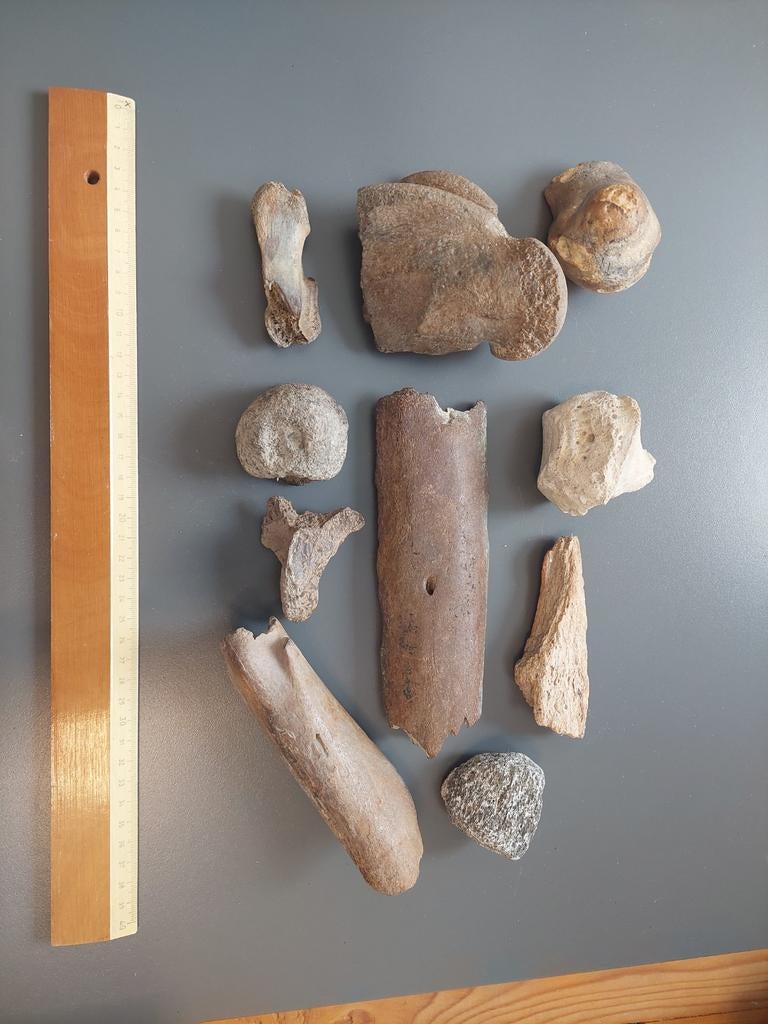 Botfragmenten uit het Pleistoceen tijdperk, Ophalen of Verzenden, Fossiel