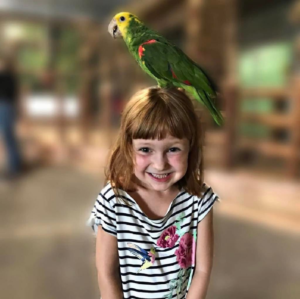 handtamme & pratende amazone papegaaien, Meerdere dieren, Papegaai, Pratend