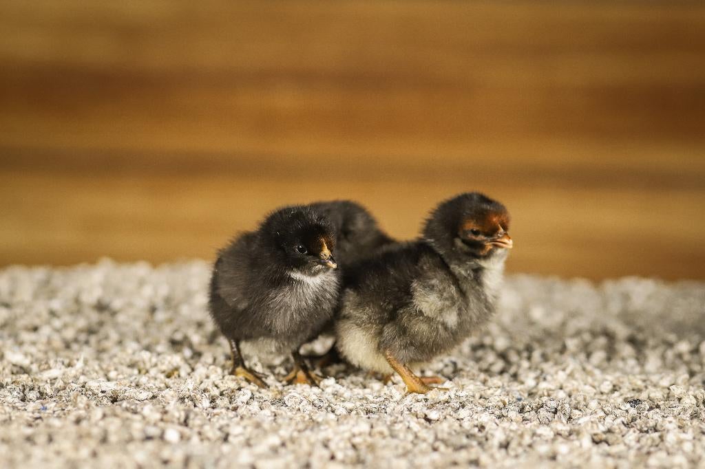 Orpington groot kippen kuikens | Gesekst en Ingeënt, Vrouwelijk, Kip