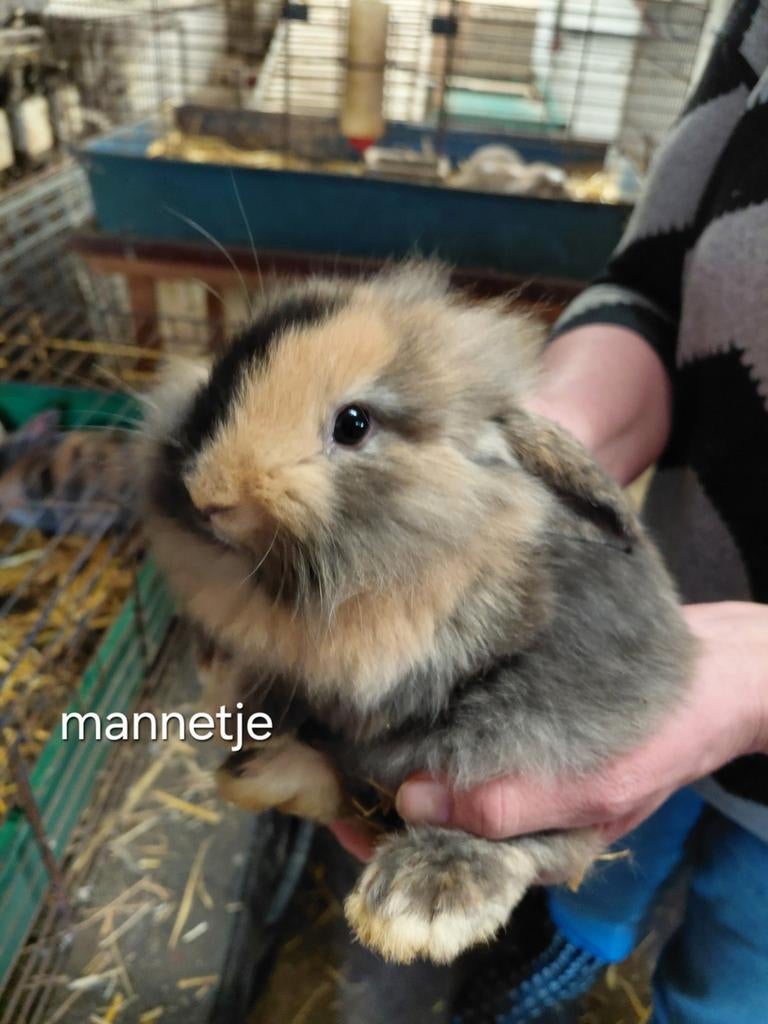 Mooie hangoor konijntjes!, Dieren en Toebehoren, Konijnen, Meerdere dieren, Hangoor