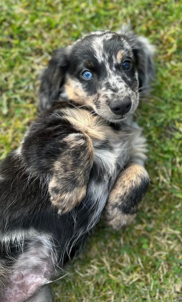 Teckel (dwerg) pups, Dieren en Toebehoren, Reu, 8 tot 15 weken, Dwerg, Langhaar