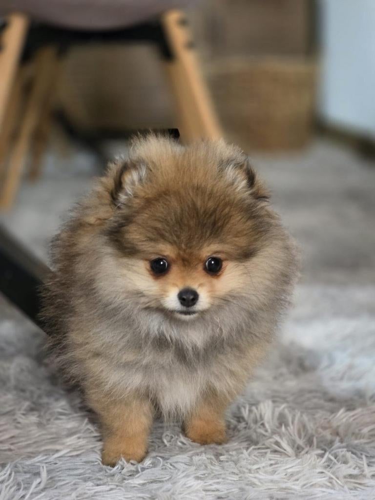 pomeriaan pup mini teefje bearface, Dieren en Toebehoren, Particulier, 15 weken tot 1 jaar, Overige rassen, Buitenland