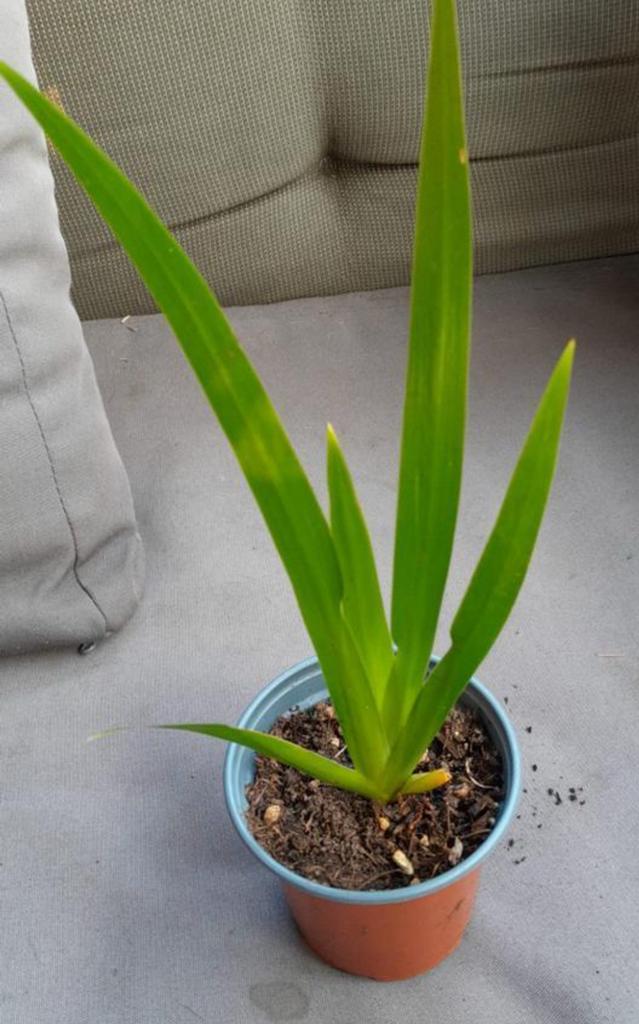 Apostel plant, Ophalen of Verzenden, Halfschaduw, Minder dan 100 cm