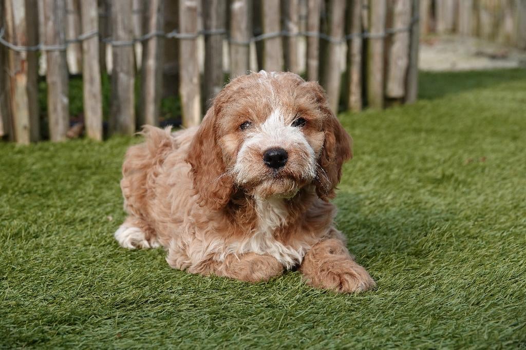 Prachtige Abrikoos-witte, Abrikoos en Sable Cockapoo pups, Dieren en Toebehoren, Parvo, België, Overige rassen, 8 tot 15 weken