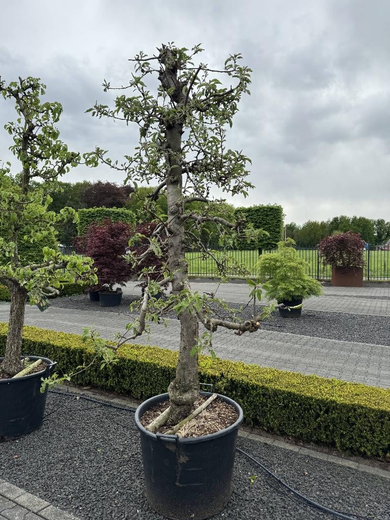 perenboom, Ophalen, Lente, 250 tot 400 cm, Halfschaduw