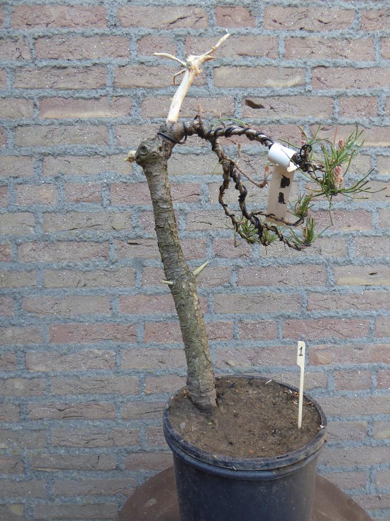 Bonsai: Pinus nigra (literatie-stijl), Tuin en Terras, Planten | Bomen, Ophalen, Bloeit niet, Halfschaduw, Overige soorten