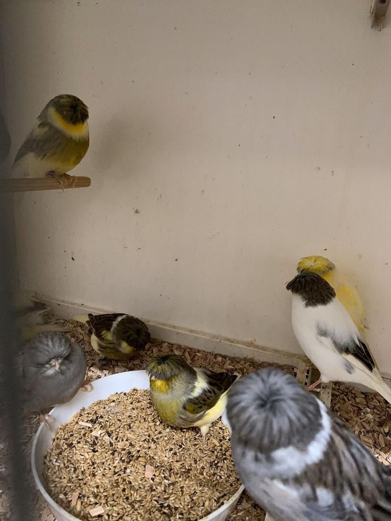 TE KOOP GEVRAAGD, Dieren en Toebehoren, Vogels | Kanaries, Vrouwelijk, Kleurkanarie