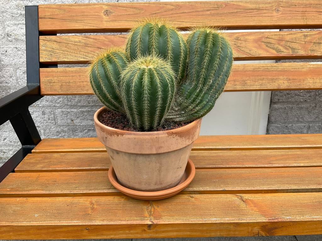 Cactus, Tuin en Terras, Kunststof, Minder dan 30 cm, Rond, Ophalen of Verzenden