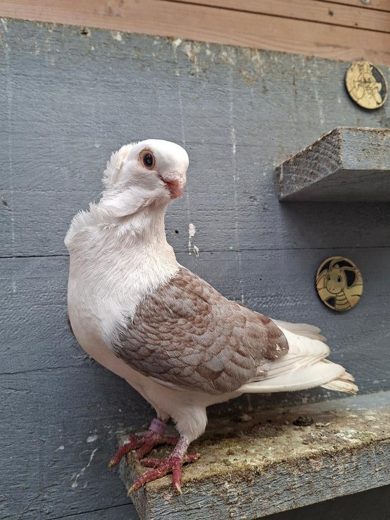 Oude doffer zoekt een goed tehuis, Dieren en Toebehoren, Vogels | Duiven, Mannelijk, Overige soorten