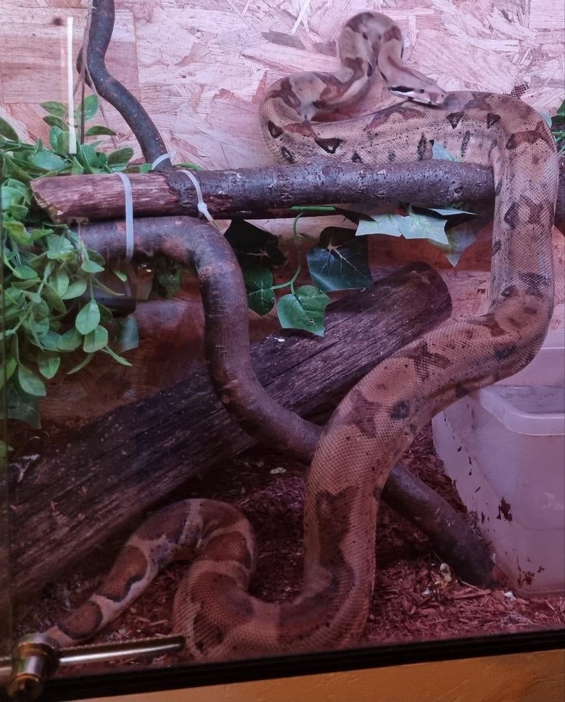 0.1 hypo jungle het kahl albino boa constrictor imperator Boa Constrictor - female for sale from Rocking Reptiles