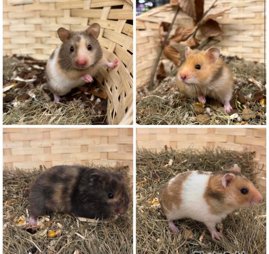 Jonge tamme goudhamsters ( vrouw) rechtstreeks van de fokker, Hamster, Vrouwelijk, Januari, Tam