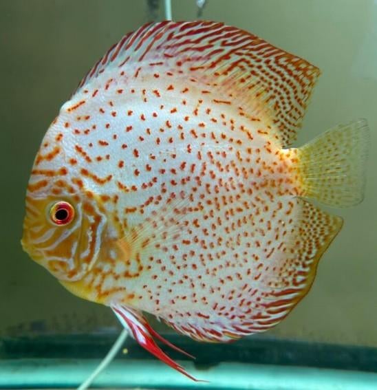 Golden Leopard Discus ca 14 cm- Koidream Valburg