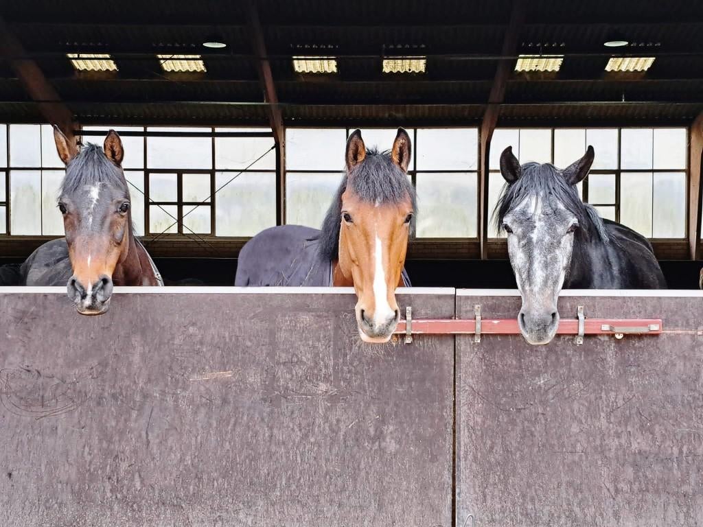 Gezocht: Betrouwbare kinderpony voor manege, Ophalen, Overige soorten