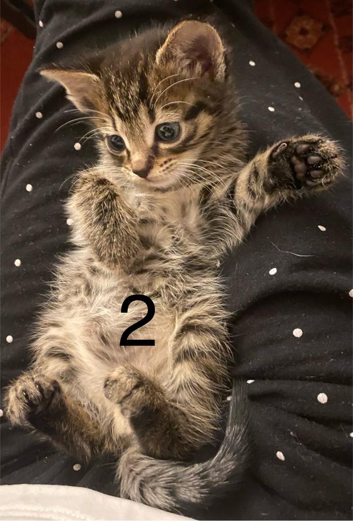 X Kittens Snowschoe, Dieren en Toebehoren, Meerdere dieren, Kortharig