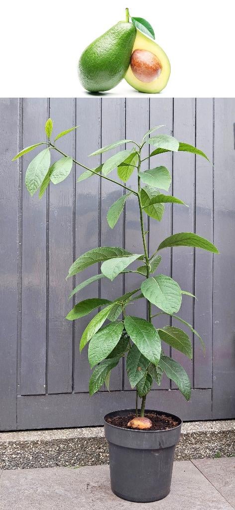 Avocado Boompje- Persea Americana- 85 cm Hoog, Minder dan 100 cm, Overige soorten, Volle zon, In pot