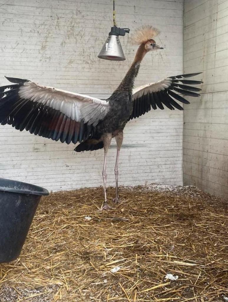 Grijze kroonkraanvogel MAN, Mannelijk, Geringd