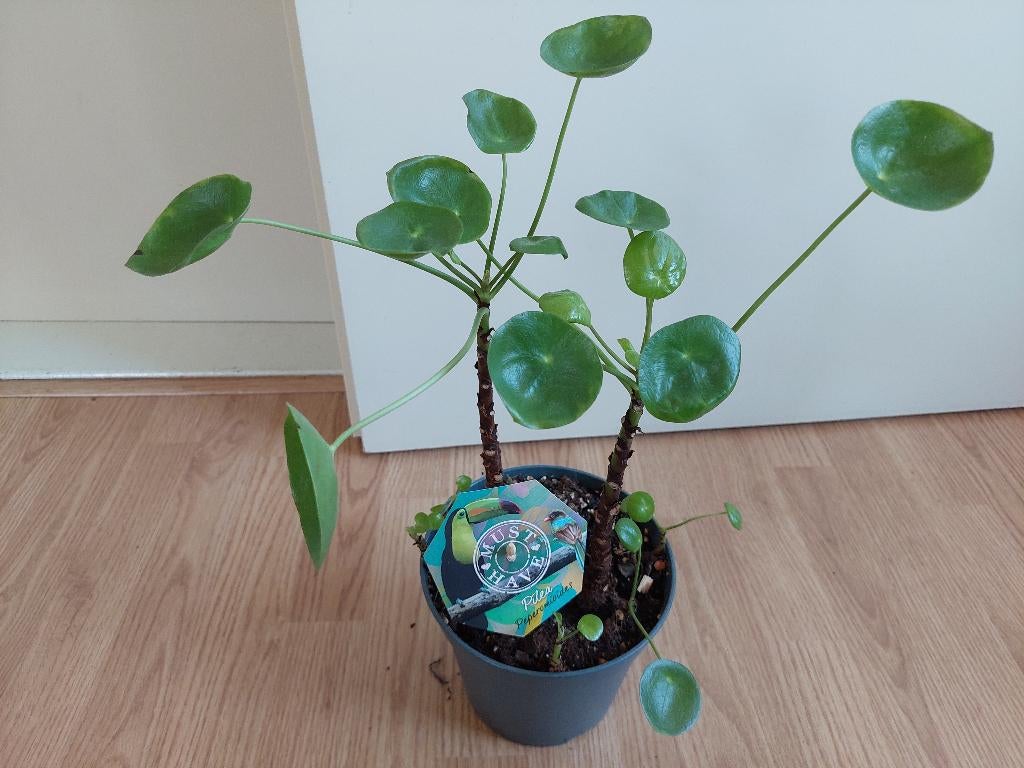 Pilea Peperomioides - Pannenkoekplant H: 47 cm., Ophalen, Overige soorten, Halfschaduw, Minder dan 100 cm