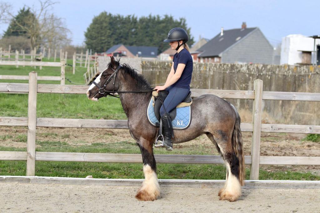 elegante Tinker ruin, Dieren en Toebehoren, Ruin, Zadelmak, 3 tot 6 jaar, Gechipt