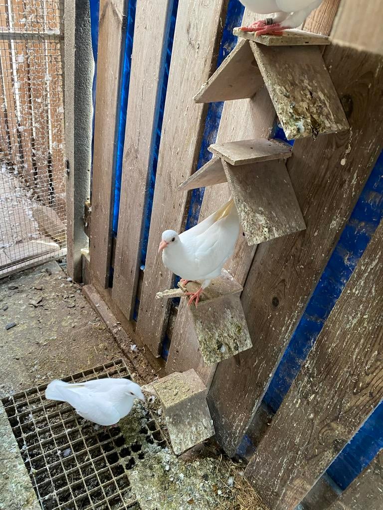 Te koop witte postduiven jongen, Meerdere dieren, Postduif