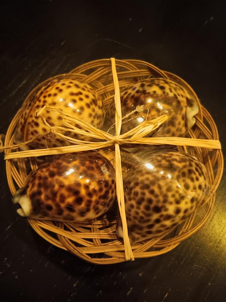 Mandje met 4 kauri schelpen, Ophalen of Verzenden, Zo goed als nieuw