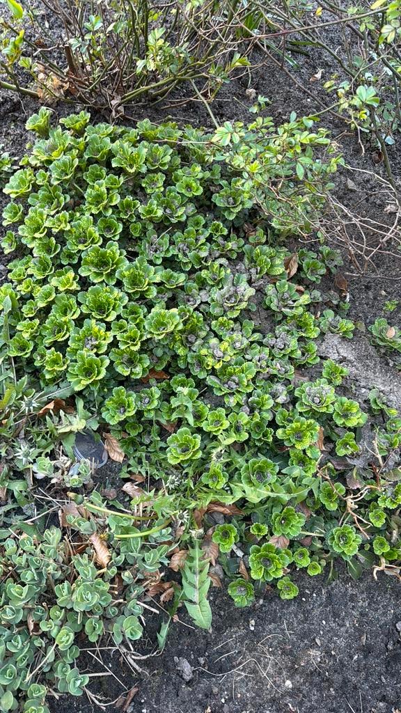 Winterharde Sedum (Vetkruid) - Bodembedekker, Ophalen, Bodembedekkers, Volle zon, Vaste plant