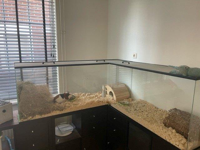 Op maat gemaakte cavia kooi glas groot formaat, Dieren en Toebehoren, Minder dan 60 cm, Kooi, 110 cm of meer, Nieuw