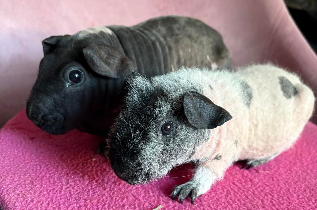 Skinny cavia beren, Cavia, Mannelijk, December, Tam