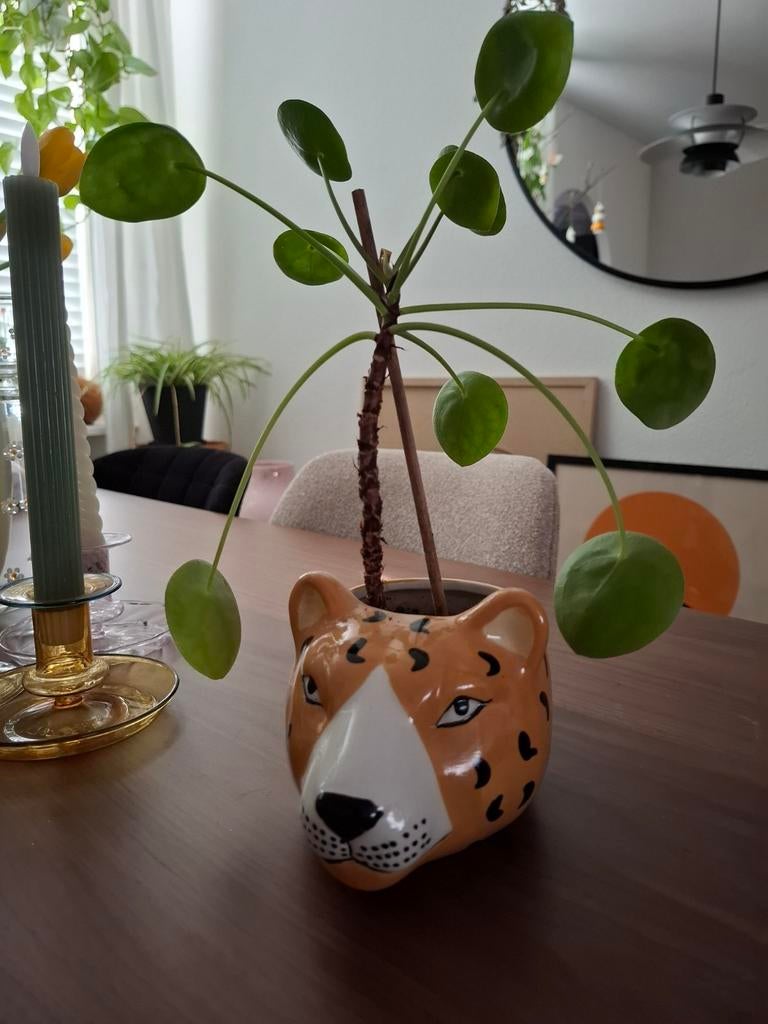 Loods5 dierenkop vaasje/potje met pannenkoekenplantje, Ophalen, Halfschaduw, Minder dan 100 cm