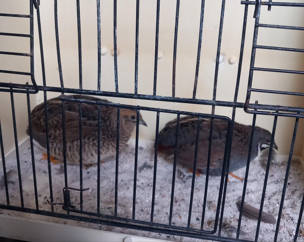 Koppel chinese dwergkwartels,natuurbroed., Meerdere dieren