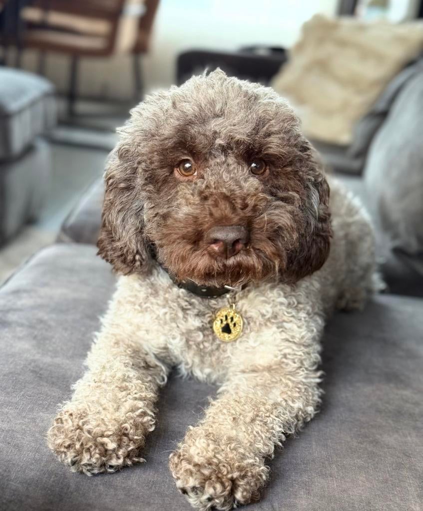 Verwacht multigeneratie (multigen) poedel-kruisingen zijn., Parvo, Overige rassen, 8 tot 15 weken, Meerdere