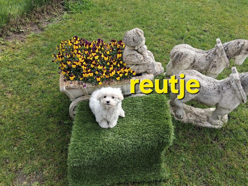 Te koop mooie  kleinblijvende speelse boomer pups, Parvo, 8 tot 15 weken, Meerdere, Meerdere dieren