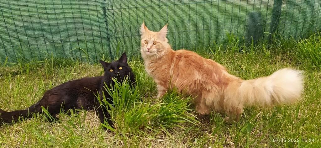 raszuivere Maine Coon poes, Dieren en Toebehoren, Poes