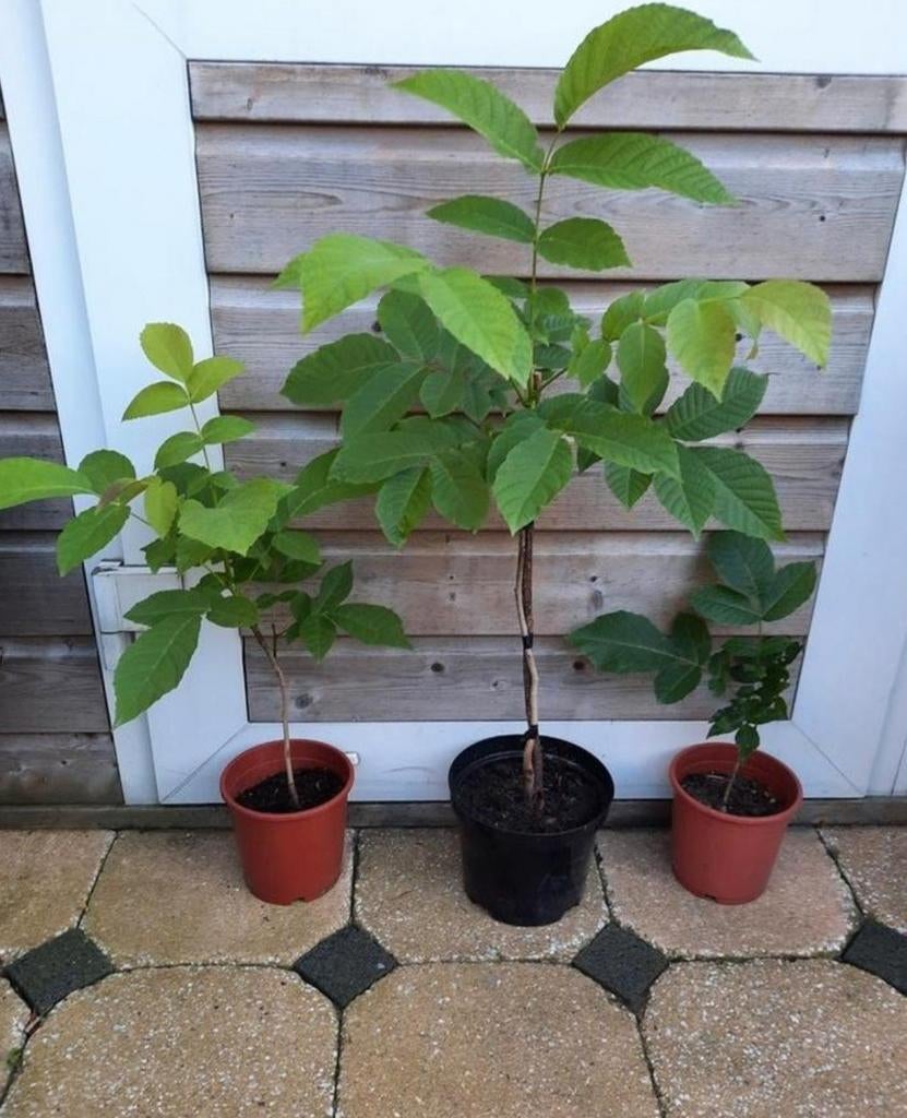 NOTENBOOM KASTANJE HAZELNOOT FRAMBOOS IRIS VAARN FLUWEELBOOM, Ophalen, Minder dan 100 cm, Overige soorten, Lente