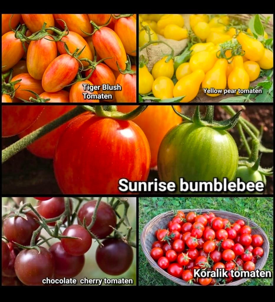 Diverse Tomaten Zaden, Ophalen of Verzenden, Volle zon