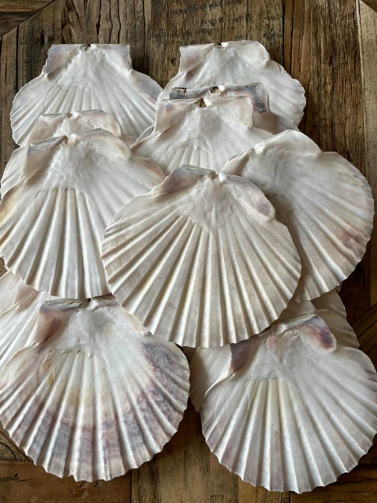 25 platte Sint Jacobsschelpen Decoupage knutselen  Decoratie, Ophalen of Verzenden, Nieuw