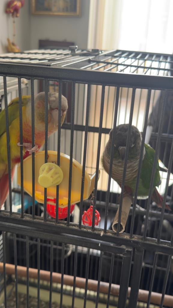 Green cheek, Mannelijk, Parkiet