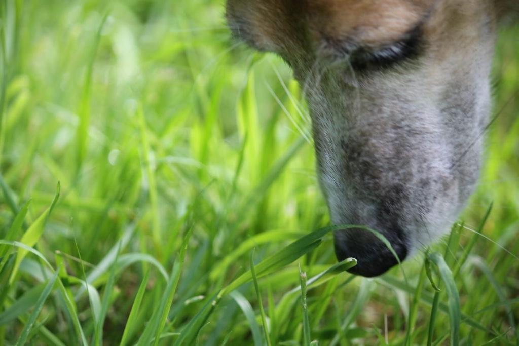 Individuele uitlaatservice en huisdier verzorging aan huis, Uitlaatservice