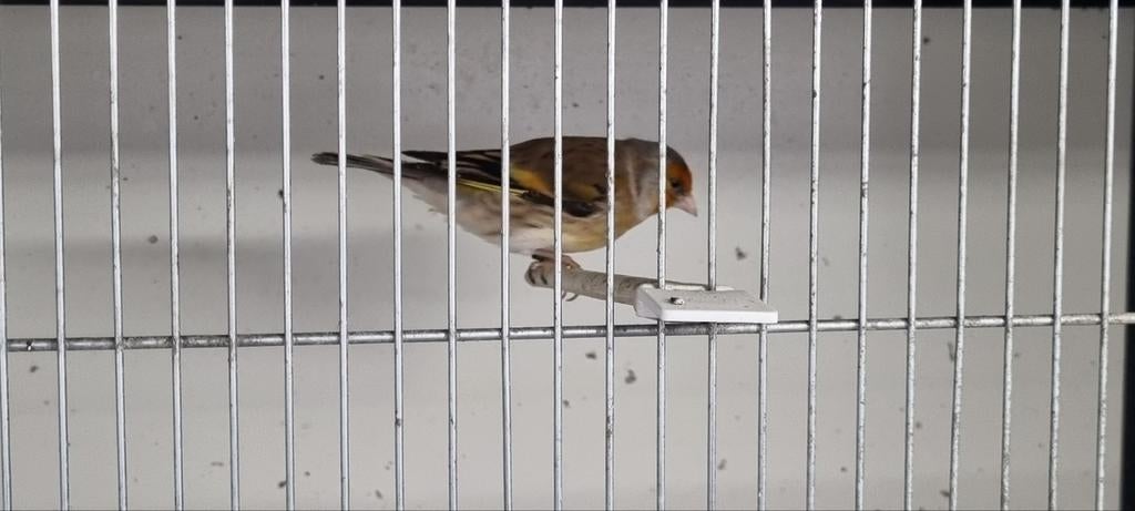 Bastaard Putter man, Mannelijk